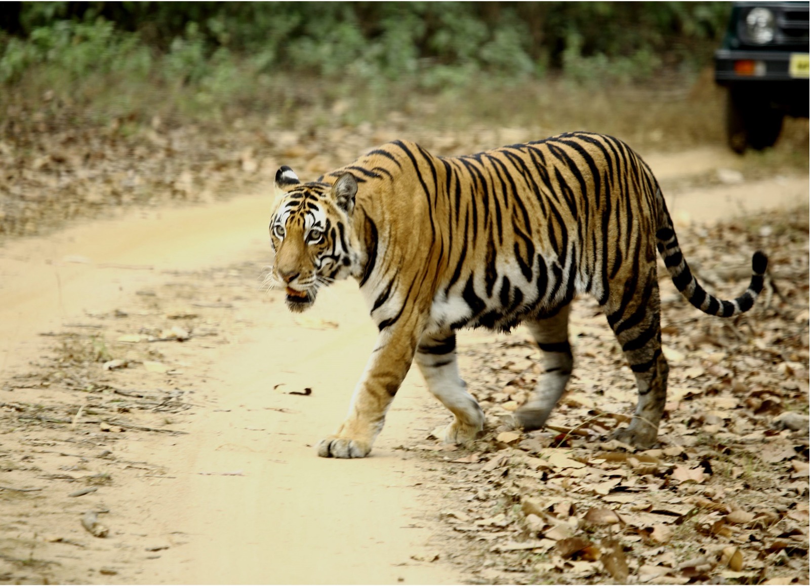 Pachmarhi Kanha Bhedaghat