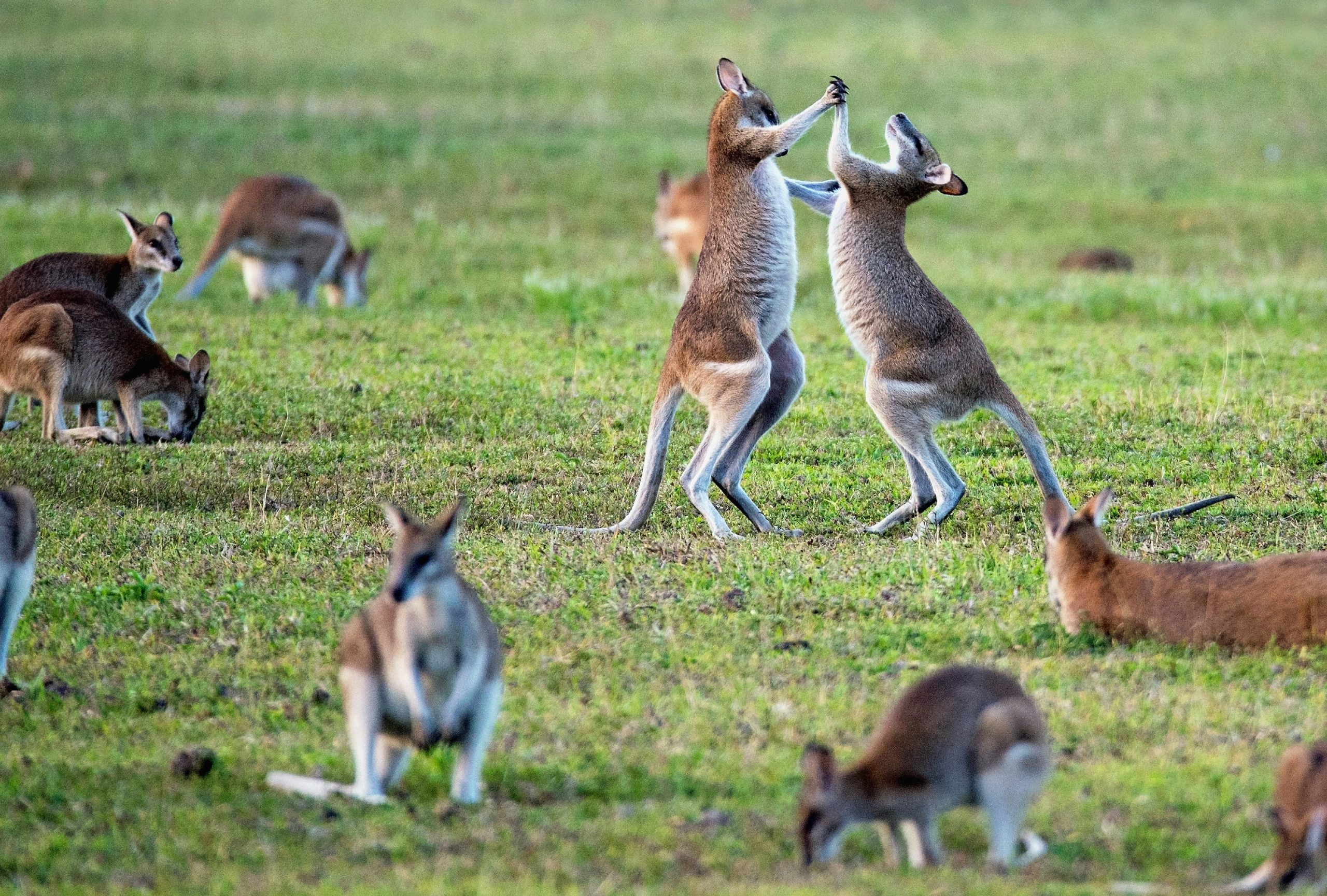 Australia – New Zealand